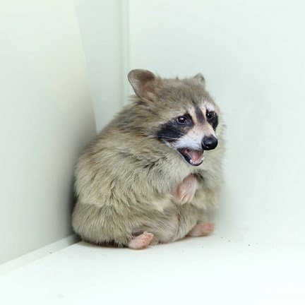 Framed In A Corner Print