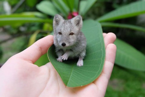 Framed Artic Foxmouse Print