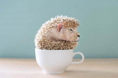 Framed Lion in a Cup Print