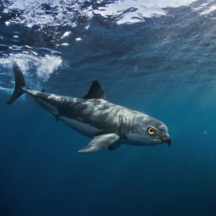 Framed Birdshark Print