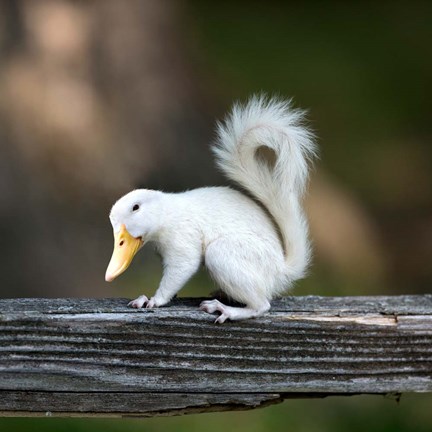 Framed Duckbilled Squirrel Print