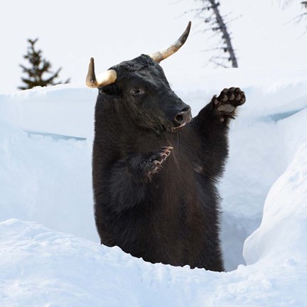 Framed Hibernating Bullbear Print