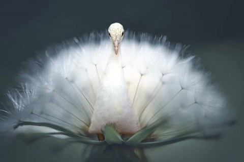 Framed Peacock Wish Print