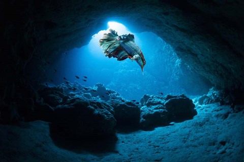 Framed Hummingbirdfish Print