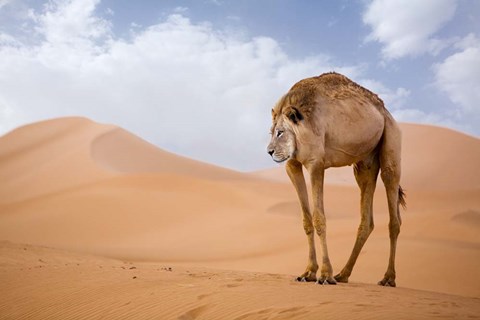 Framed Camelion Print