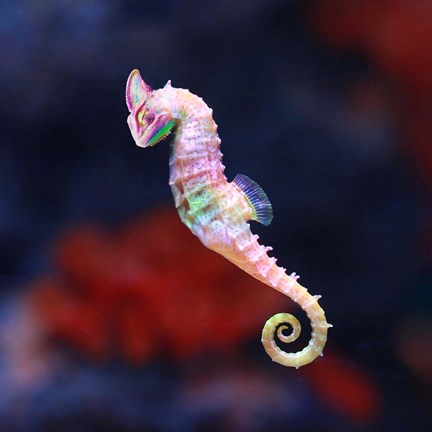 Framed Seameleon Print