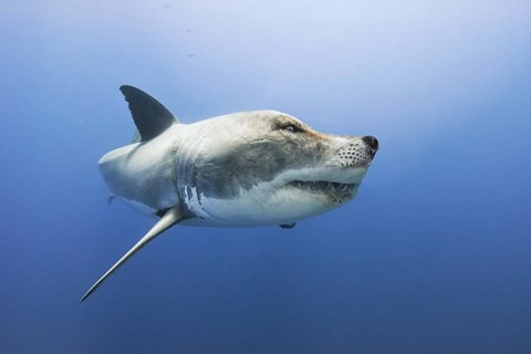 Framed Wolfshark Print