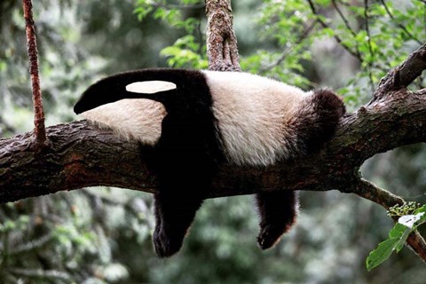 Framed Pandroca Print