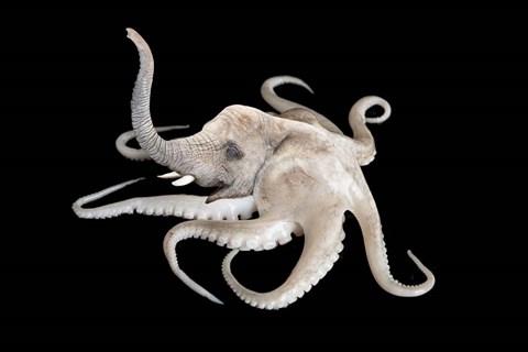 Framed Octophant Print