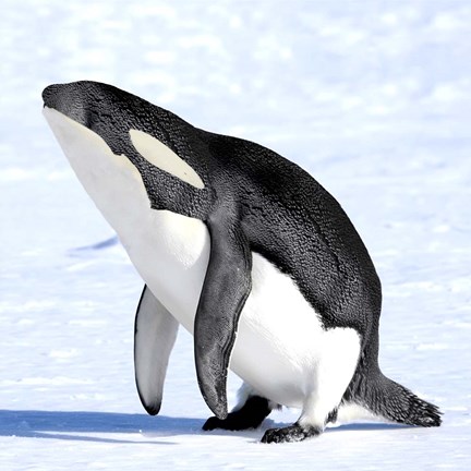 Framed Orcaguin Print