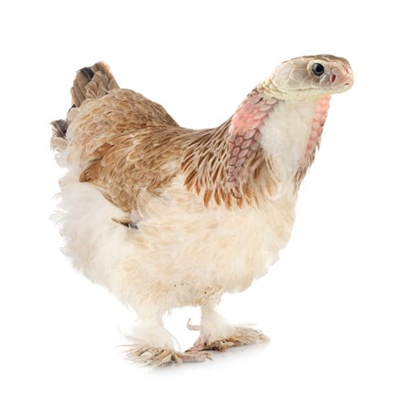 Framed Cobrachicken Print