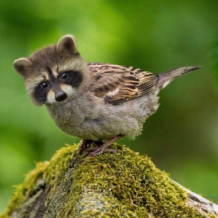 Framed Otterduck 2 Print