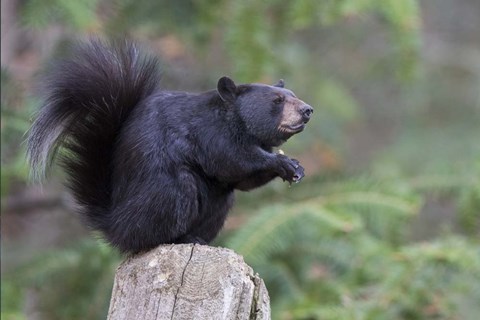 Framed Squirrelbear Print