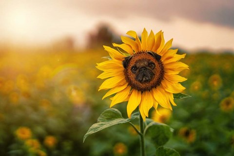 Framed Pugflower Print