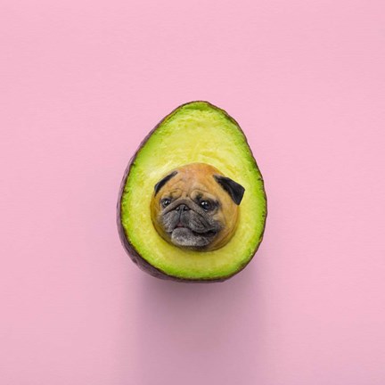 Framed Pugacado Print