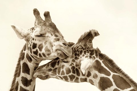 Framed In Love Print