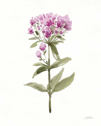 Framed Flowers of the Wild II Print