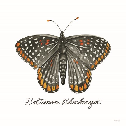 Framed Baltimore Checkerspot Print