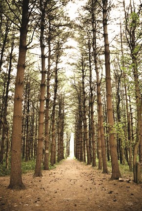 Framed In the Pines I Print