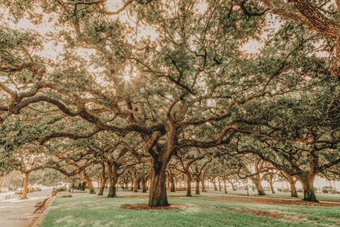 Framed Low Country Oaks II Print