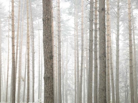 Framed Windsor Forest Print