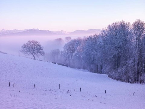 Framed Trees Snow Print