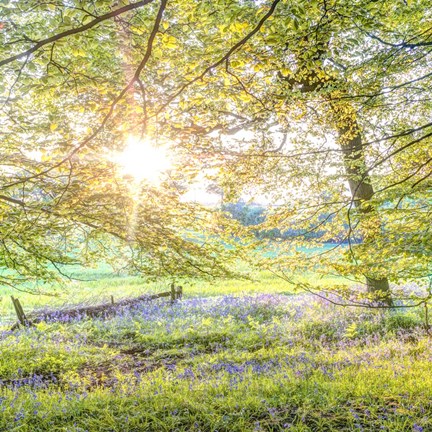 Framed Bluebells 1 Print