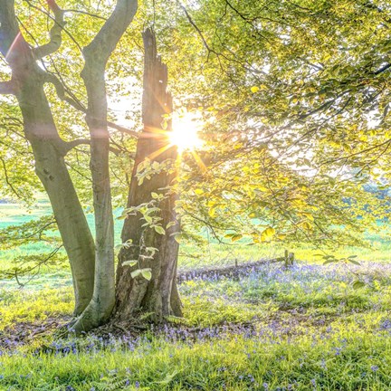 Framed Bluebells 2 Print