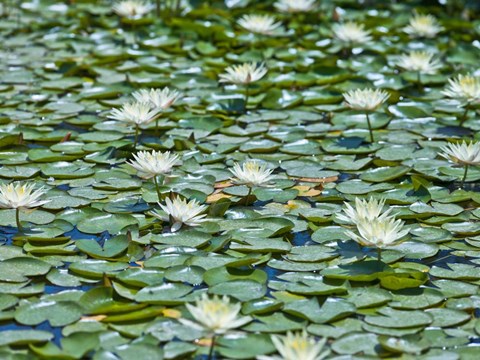 Framed Water Lily Print