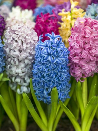 Framed Hyacinth Print