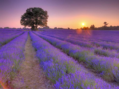 Framed Lavender Print