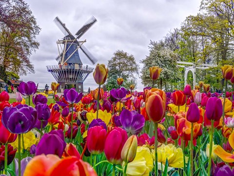 Framed Kuekenhof Print