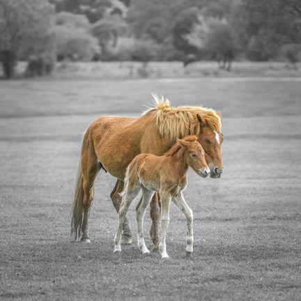 Framed New Forest Print