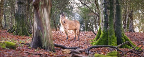 Framed Horses 1 Print