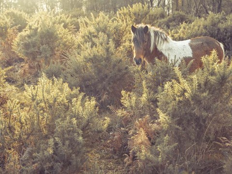 Framed Horses 3 Print