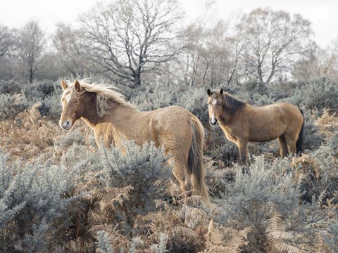 Framed Horses 5 Print