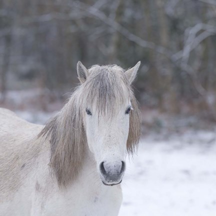 Framed Horses 8 Print