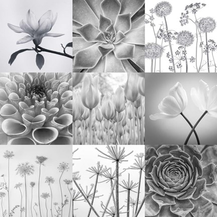 Framed BW Plants Flowers Print