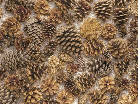Framed Pine Cones Print