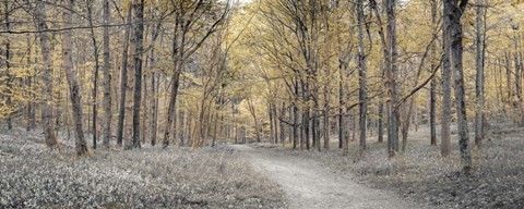 Framed Bluebells 3 Print