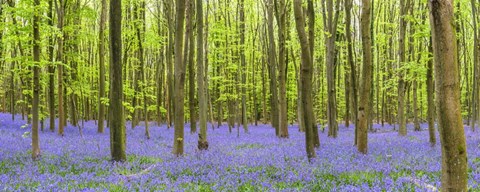 Framed Bluebells 4 Print