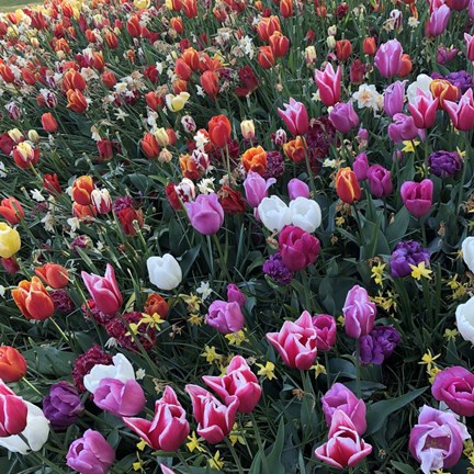 Framed Tulips! Tulips! Print