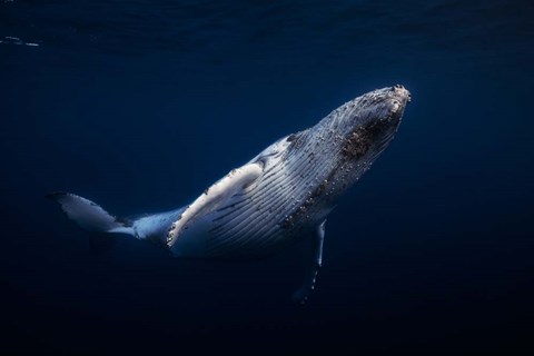 Framed Humpback Whale Print
