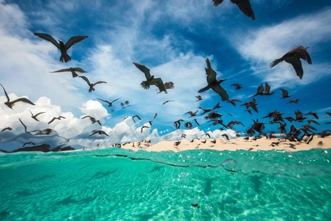 Framed Ocean Bird Print