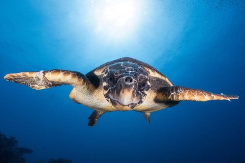 Framed Face to Face with a Hawksbill Sea Turtle Print