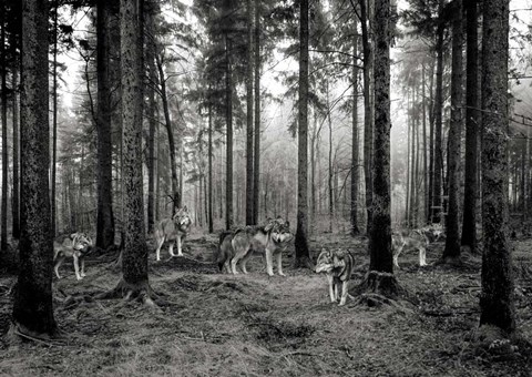 Framed Pack of Wolves in the Woods (BW) Print