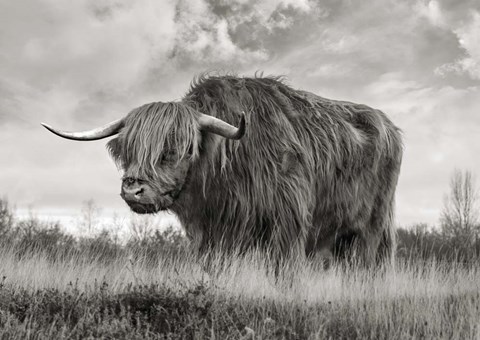 Framed Scottish Highland Bull (BW) Print