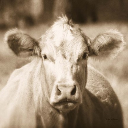 Framed Pasture Cow Sepia Sq Print