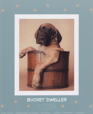 Framed Bucket Dweller Print