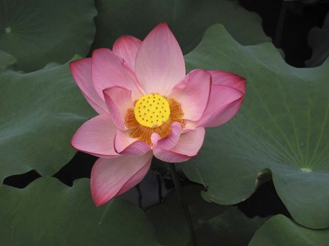 Framed Pink Lotus In Bloom Print